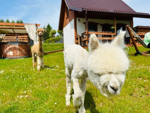 Domki Eden z Balią i sauną Nature lodge in Pomeranian Voivodeship