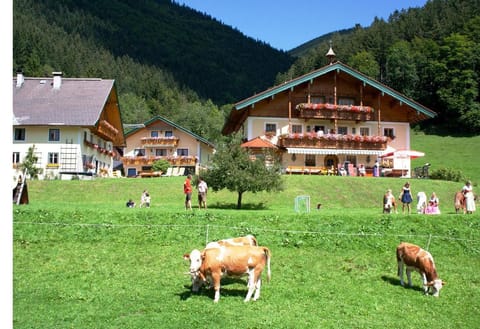 Property building, Garden, Animals