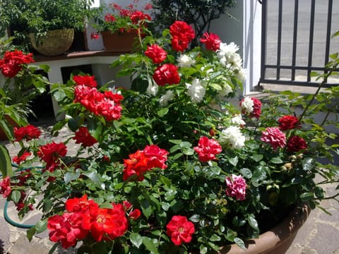 Facade/entrance, Day, Garden, Decorative detail, On site, Pets