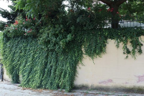 Natural landscape, Garden view