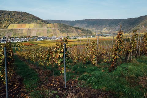 Hotel Merle Hotel in Cochem-Zell