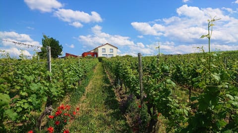 Property building, Natural landscape