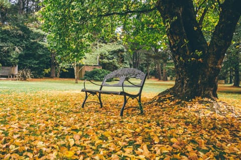 Day, Garden, Autumn