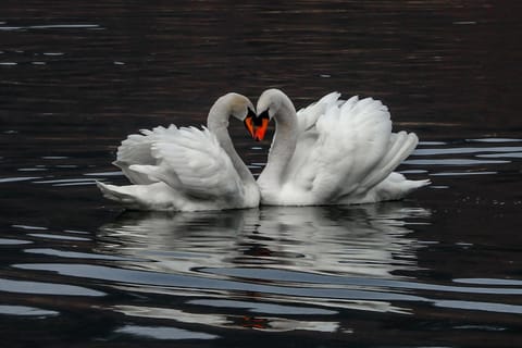 Apartments Koledniki Apartment in Bled