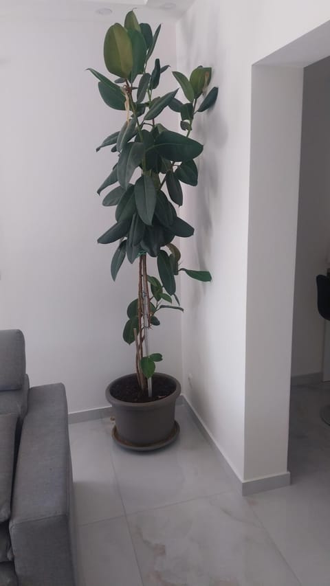 Apartmani Miletić Bed and Breakfast in Dubrovnik-Neretva County