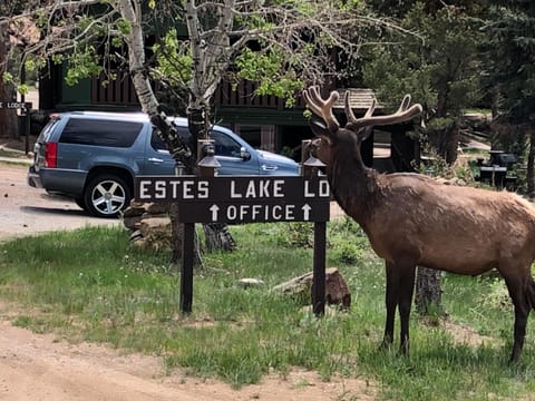 Estes Lake Lodge Hotel in Estes Park