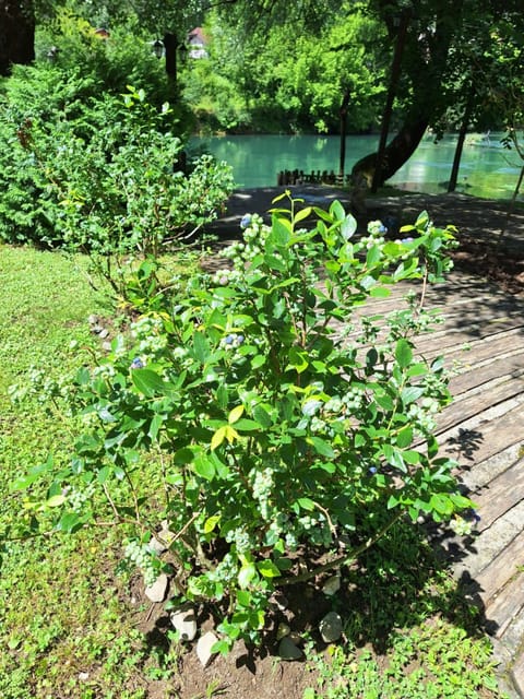 ATRIUM Holiday home Apartment in Lika-Senj County