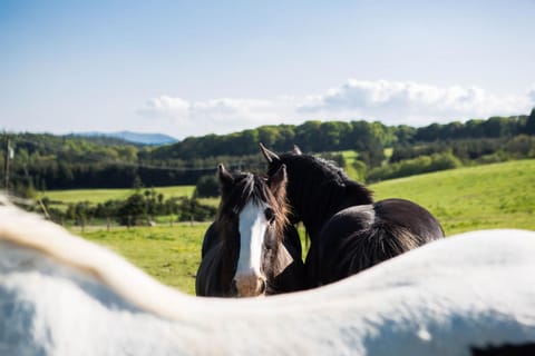 Clissmann Horse Caravans Glamping Luxury tent in Wicklow, Co. Wicklow, Ireland