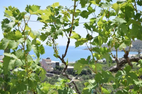 Garden, Garden view, Landmark view, Sea view