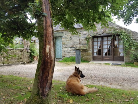 Animals, Pets