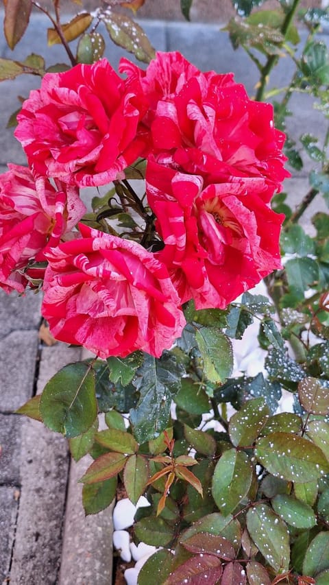 Santima Apartments Apartment in Lika-Senj County