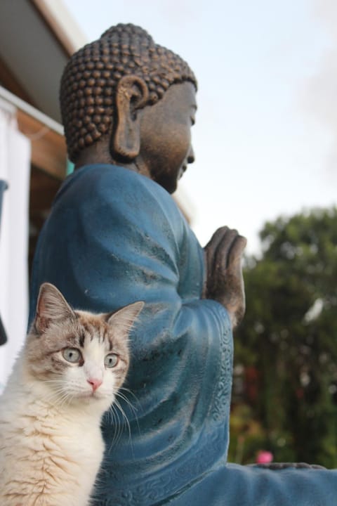 Pets