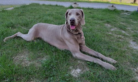 Agriturismo "Veritas" bed & Wine Apartment in Liguria