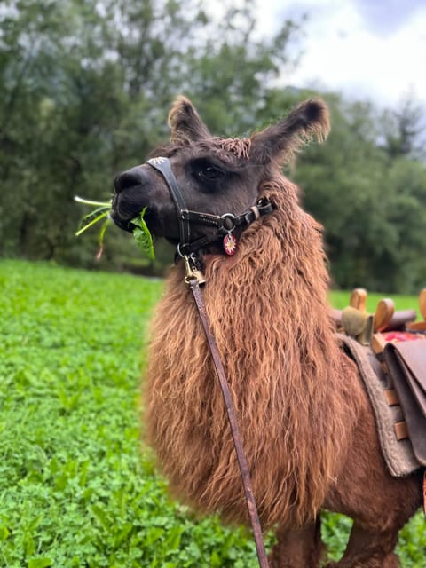 Bruggerhof House in Trentino-South Tyrol