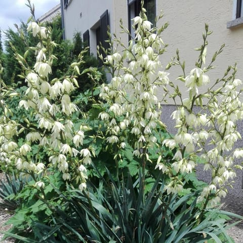 Facade/entrance, Summer