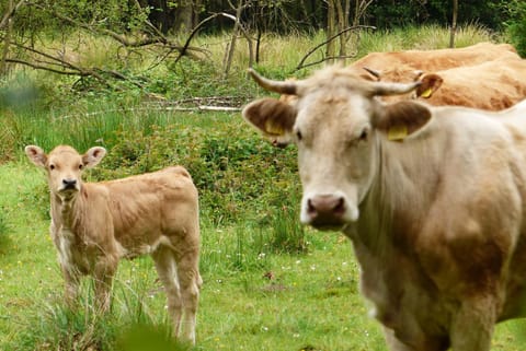 Natural landscape, Animals