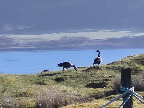 "Balmoral View" Apartment in Scotland