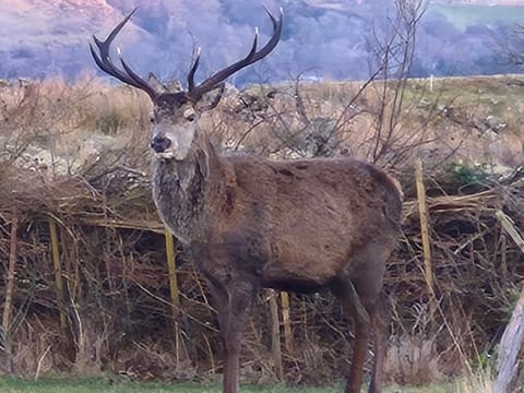 "Balmoral View" Apartment in Scotland