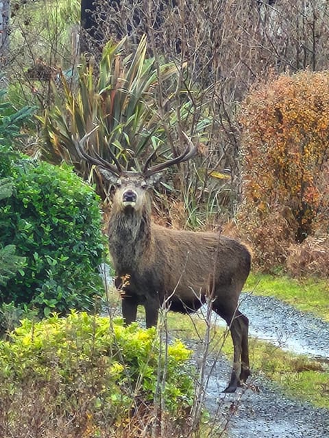 "Balmoral View" Apartment in Scotland