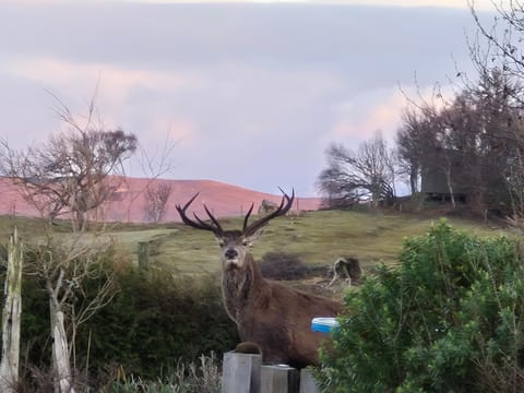 "Balmoral View" Apartment in Scotland