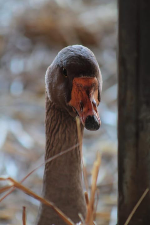 Le Chianine dei Tognoli Farm Stay in Province of Massa and Carrara