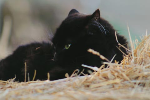 Le Chianine dei Tognoli Farm Stay in Province of Massa and Carrara