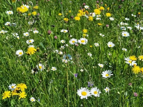 Bauernhof Bethuber Farm Stay in Salzburgerland