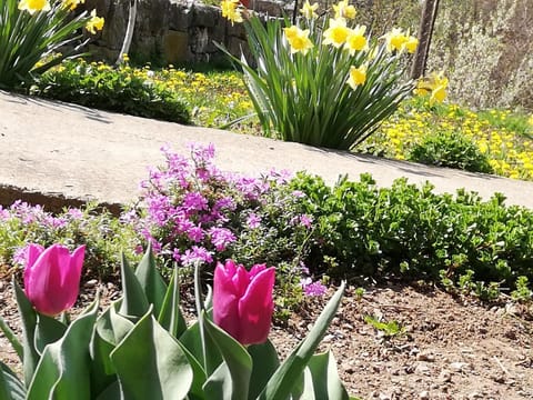 Apartment Jazz Apartment in Serbia