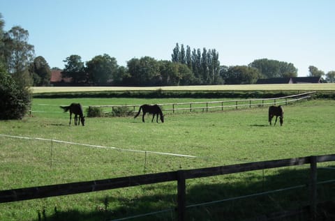 Property building, Day, People, Natural landscape, Summer, View (from property/room), Animals, Animals, On site, Guests, group of guests, Family