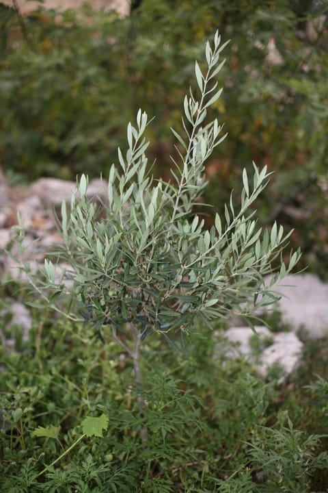 Apartmani Tri bunje Apartment in Šibenik-Knin County, Croatia