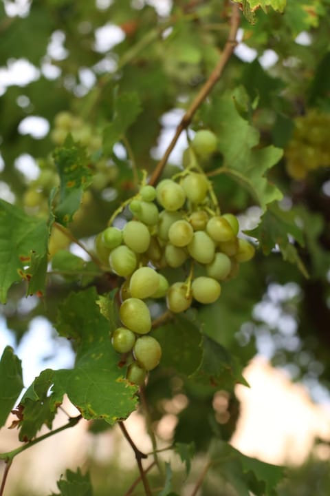 Apartmani Tri bunje Apartment in Šibenik-Knin County, Croatia