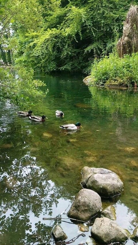 THISTLEDOWN - Ballina - Crossmolina - County Mayo - Sleeps 8 - Sister property to Inglewood House in County Mayo