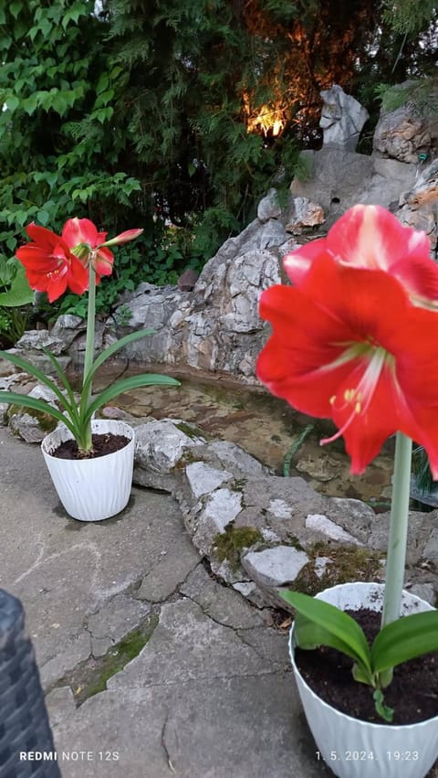Happy Star Apartment in Serbia