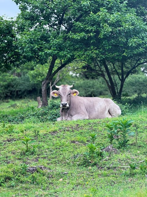 Agriturismo La Betulla Farm Stay in Canton of Ticino