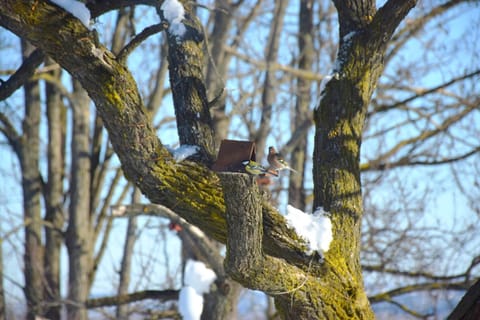 Honey hill apartment Fruska Gora Villa in Novi Sad