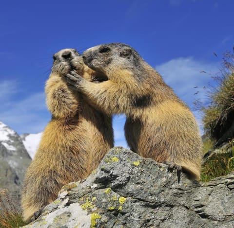 Wohnung Zur Post Apartment in Zell am See