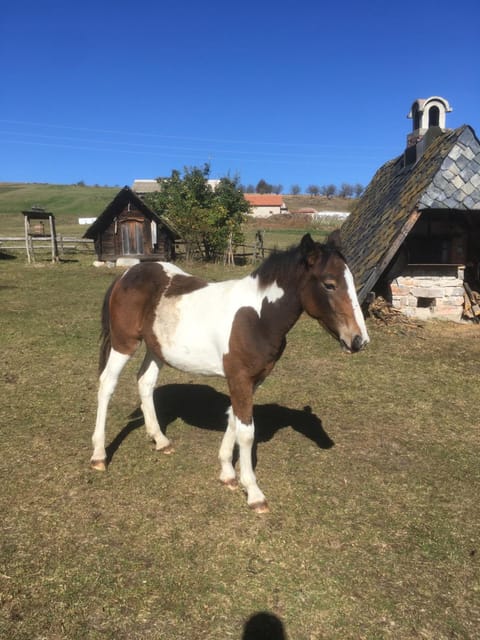 Etno Milikina ravan Farm Stay in Zlatibor District, Serbia