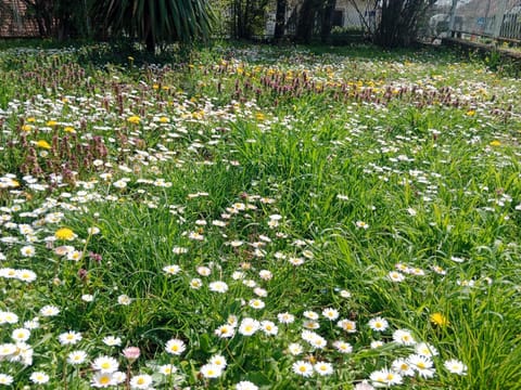 Apartmani Ostojic Apartment in Vojvodina