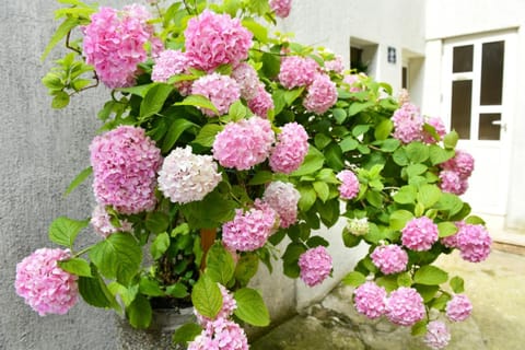 Off site, Summer, Decorative detail