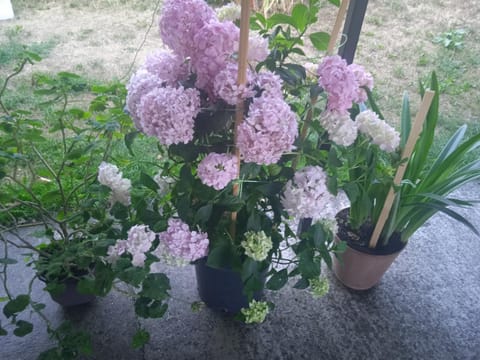 Domacinstvo Prentovic Country House in Zlatibor District, Serbia