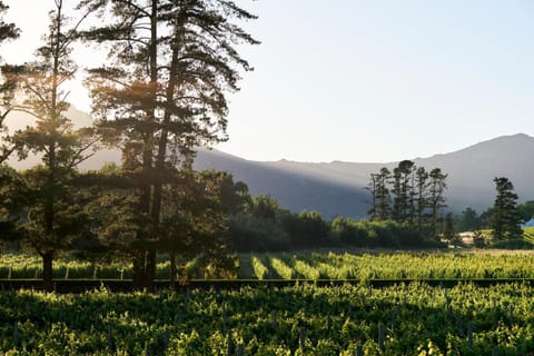 Rickety Bridge Estate Country House in Franschhoek