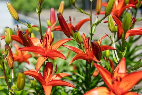 Haus Aron Apartment in Bruneck