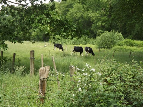 Vosseven 15 Haasje House in Limburg (province)