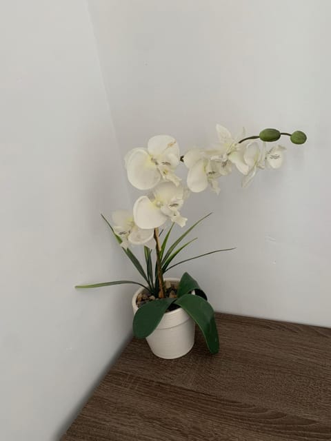 Estudiotel Heart of Alicante with sea view Apartment in Alicante