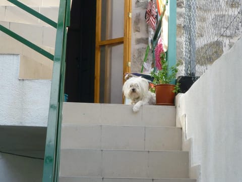 Property building, Pets