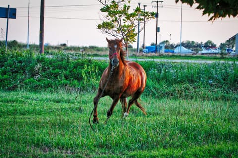 Horse-riding