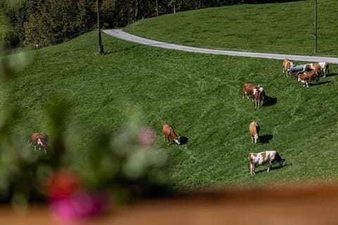 Bergbauernhof Schoberlehen Farm Stay in Schönau am Königssee