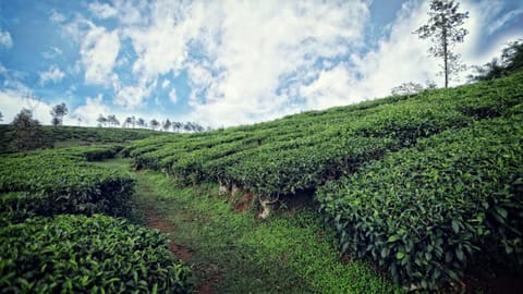 Natural landscape