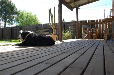 Patio, Pets