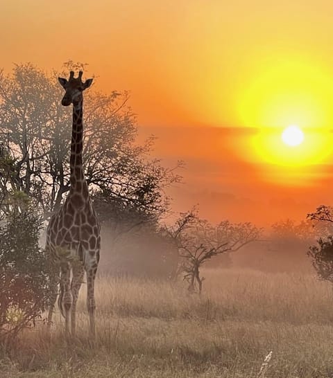 Natural landscape, Animals, Sunrise, Sunset
